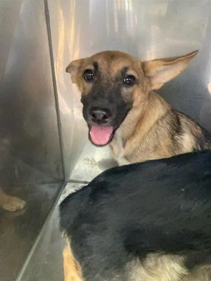 A baby large-sized female German Shepherd Dog dog named Jasmine for adoption in Morton Grove, IL