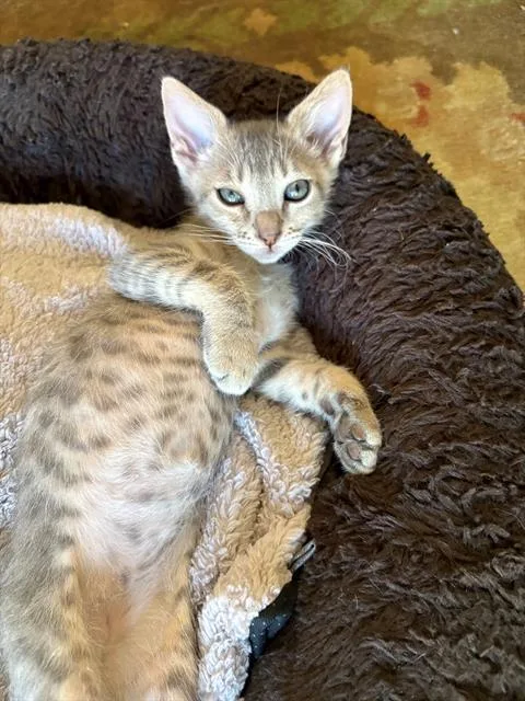 A baby small-sized male Domestic Short Hair cat named Ernie for adoption in Tustin, CA