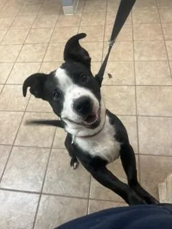 An adult small-sized male American Bulldog dog named Stumpy for adoption in Gainesville, FL
