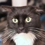 An adult medium-sized male Black & White / Tuxedo Domestic Medium Hair cat named Loki for adoption in Hilliard, OH