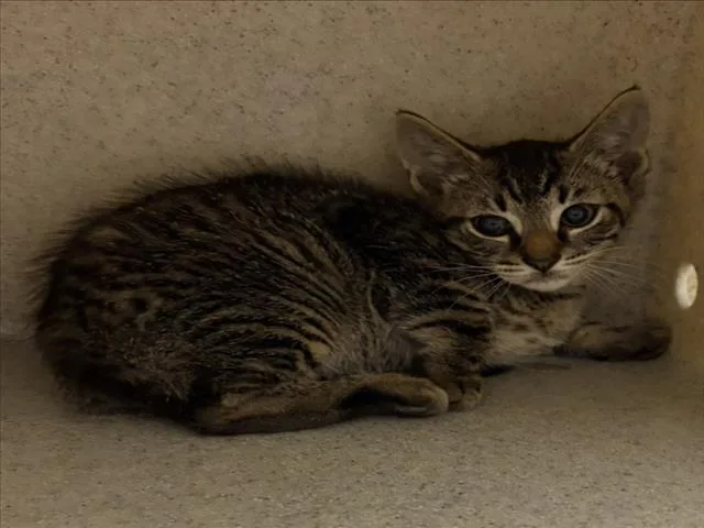 A baby small-sized male Domestic Short Hair cat named Veyron for adoption in Derwood, MD