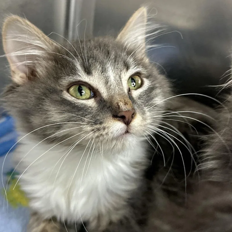 A baby small-sized male Gray / Blue / Silver Domestic Medium Hair cat named Sherman for adoption in Matteson, IL