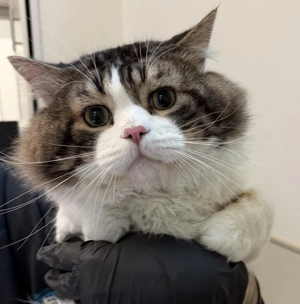 An adult large-sized male Maine Coon cat named Pappa for adoption in San Diego, CA