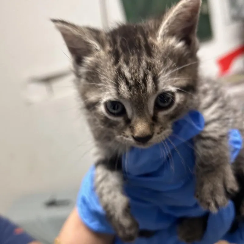A baby small-sized male Gray / Blue / Silver Domestic Short Hair cat named Honey Nuts for adoption in Philadelphia, PA