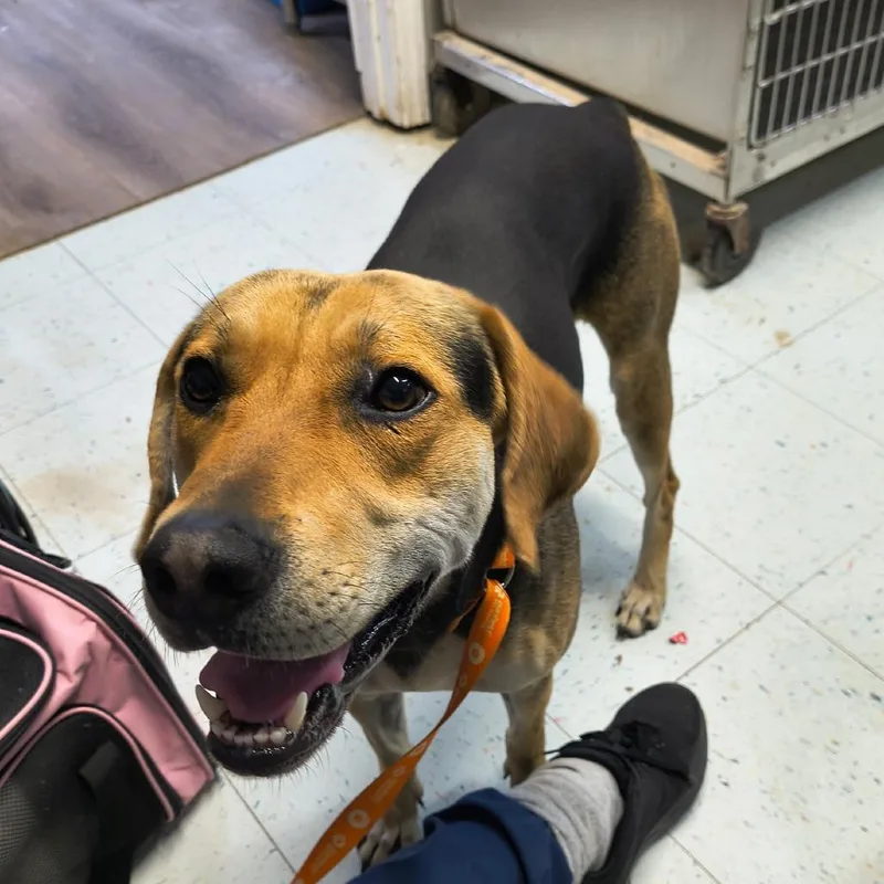 An adult medium-sized male Black Hound dog named Buck for adoption in Marble, NC