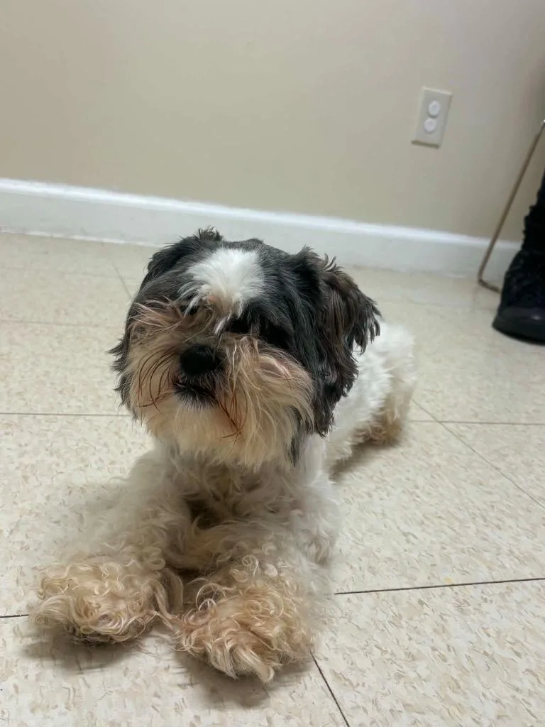 An adult small-sized male Shih Tzu dog named Orville for adoption in Fall River, MA