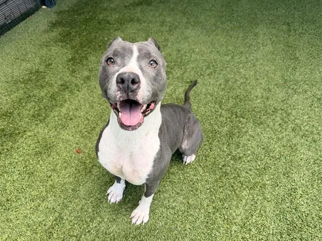 An adult large-sized female Pit Bull Terrier dog named Molly for adoption in Garland, TX
