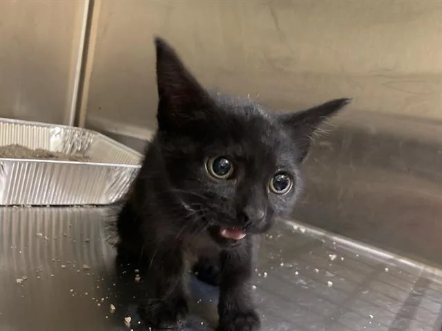 A baby small-sized female Domestic Short Hair cat named Chia for adoption in Tustin, CA