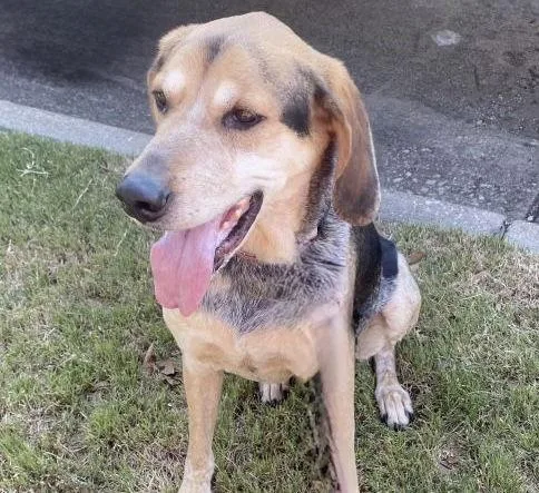 An adult large-sized male Treeing Walker Coonhound dog named Azro for adoption in Denton, TX