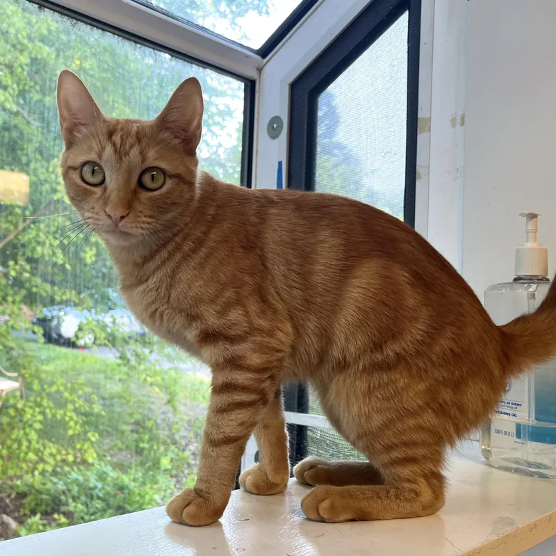 A young medium-sized female Orange / Red Domestic Short Hair cat named Luna for adoption in Sudbury, MA