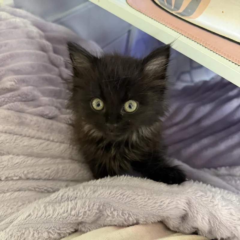 A baby small-sized male Black Domestic Long Hair cat named Toothless for adoption in Springfield, MO