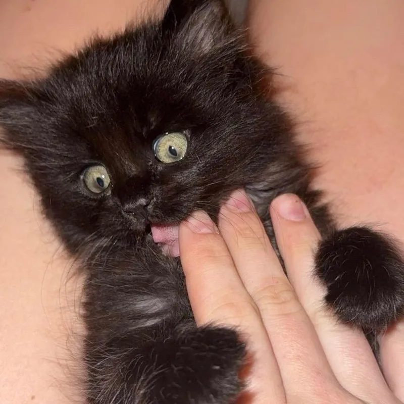 Toothless thumbnail 2