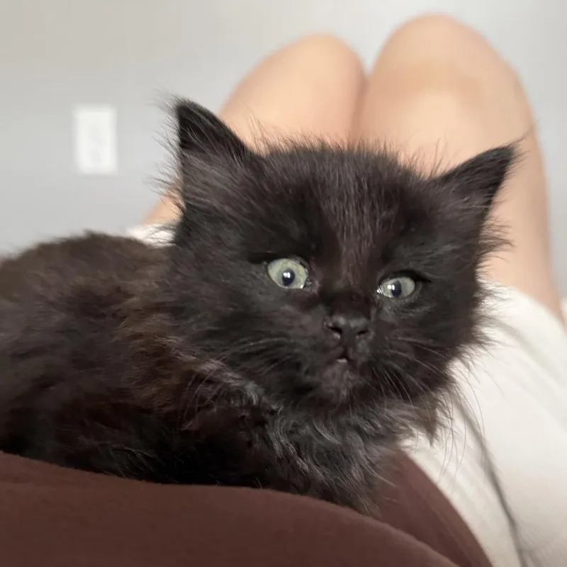 Toothless thumbnail 3
