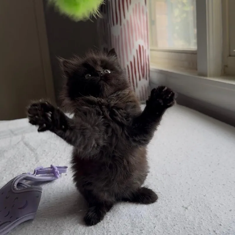 Toothless thumbnail 4