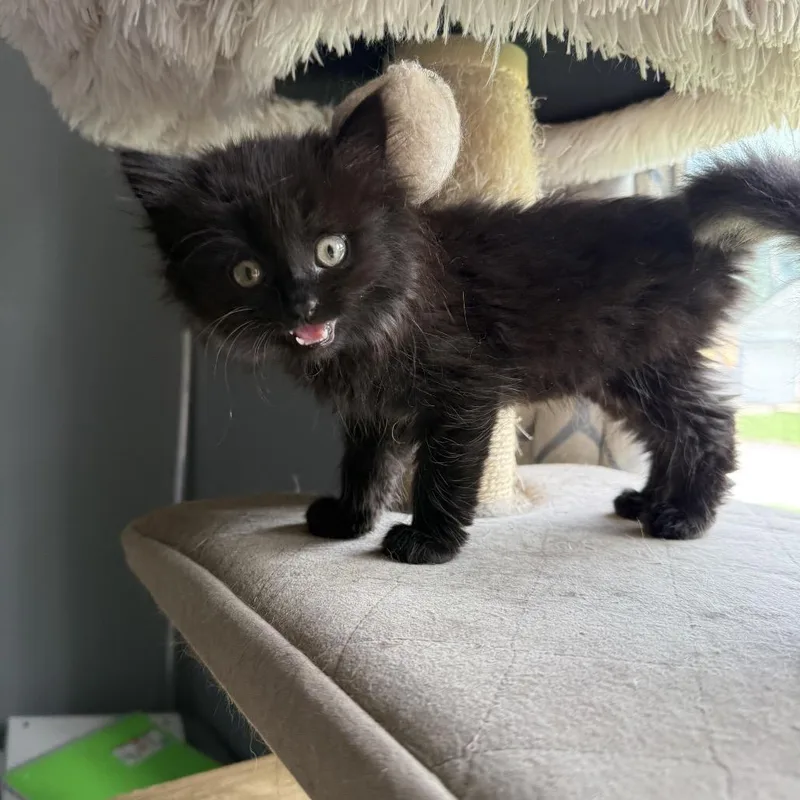 Toothless thumbnail 5