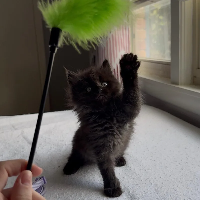 Toothless thumbnail 6