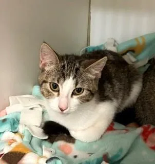 A baby medium-sized female Tabby (Gray / Blue / Silver) Domestic Short Hair cat named Mango for adoption in Mason City, IA