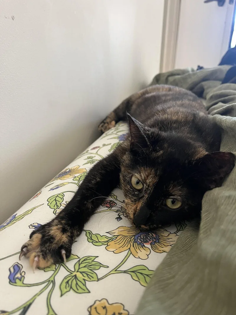 A baby medium-sized female Domestic Short Hair cat named Hazel for adoption in Brooklyn, NY