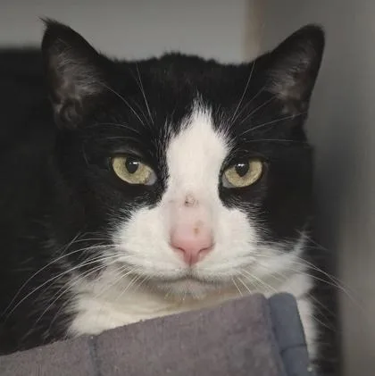 An adult medium-sized male Domestic Short Hair cat named Cookie for adoption in West Chester, PA