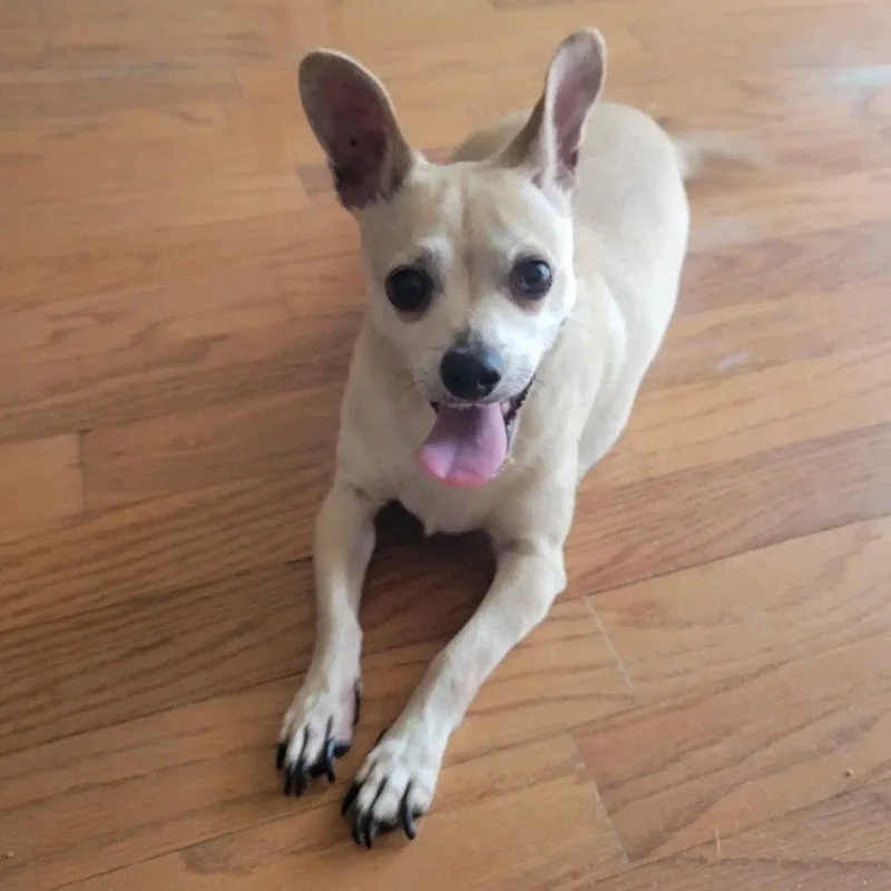 A senior medium-sized male Chihuahua dog named Leroy for adoption in Dallas, TX