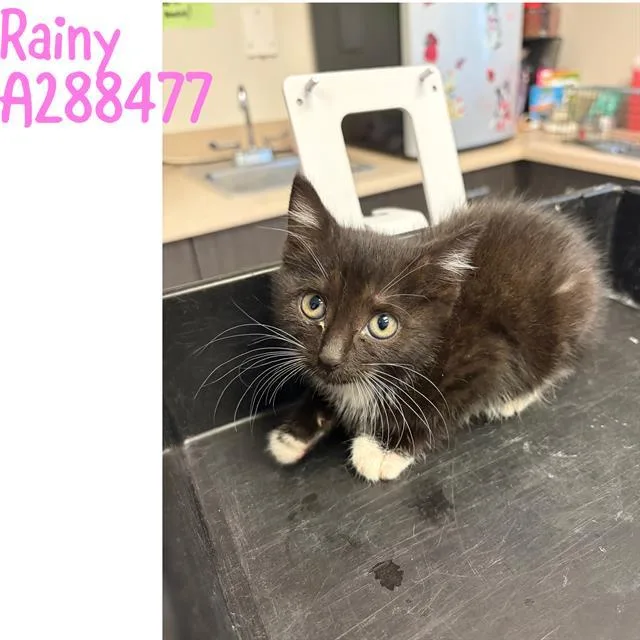 A baby small-sized female Domestic Short Hair cat named Rainy for adoption in Macon, GA