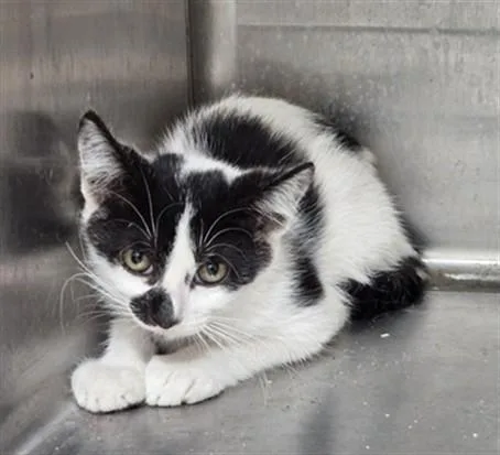 A baby small-sized male Domestic Short Hair cat named Dexter for adoption in Los Angeles, CA