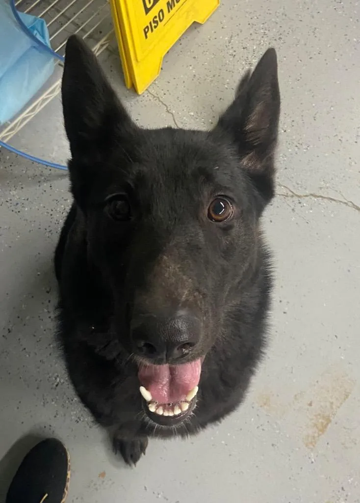 A young large-sized female German Shepherd Dog dog named Athena for adoption in Beebe, AR