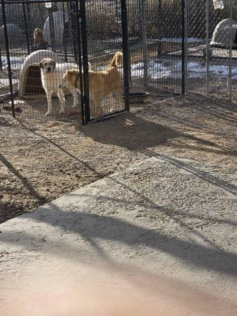 An adult large-sized female White / Cream Irish Wolfhound dog named Sorcha for adoption in San Luis, CO