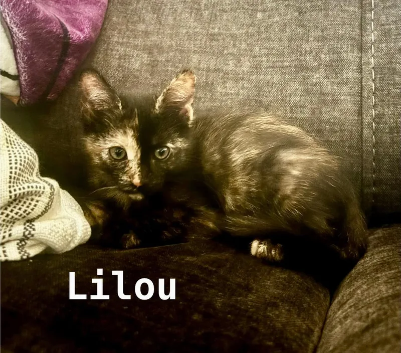 A baby medium-sized female Tortoiseshell cat named Lilou for adoption in Pasco, WA