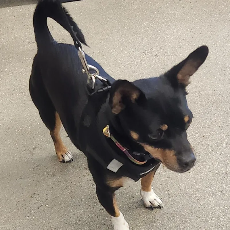 An adult small-sized male Black Chihuahua dog named Fideo A for adoption in Las Vegas, NV