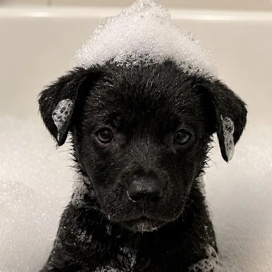 A baby medium-sized male Black Labrador Retriever dog named Koda for adoption in Crosby, TX