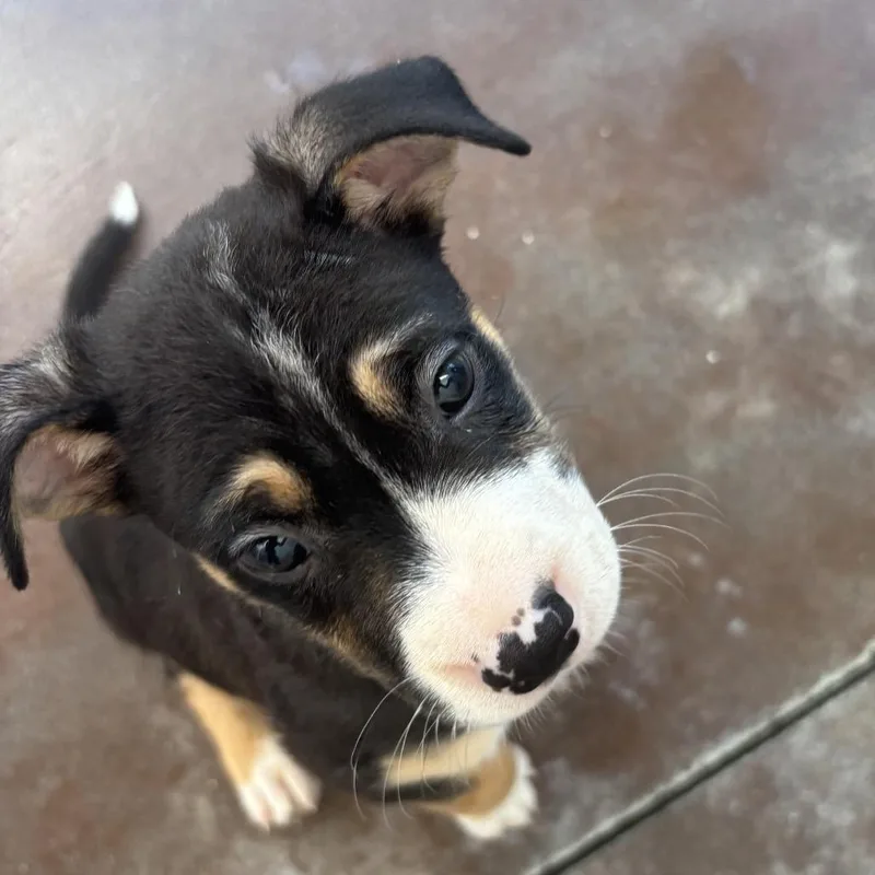 A baby small-sized male Black Terrier dog named Hercules for adoption in Palm Springs, CA