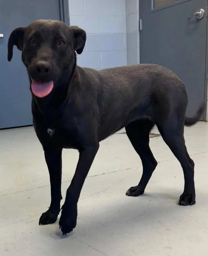 A young large-sized female Labrador Retriever dog named Bubbles for adoption in Greenwood, MS