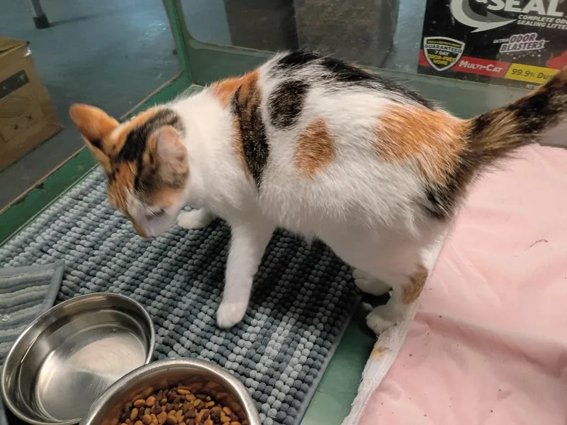 A young medium-sized female Domestic Short Hair cat named Doodles for adoption in Crocker, MO