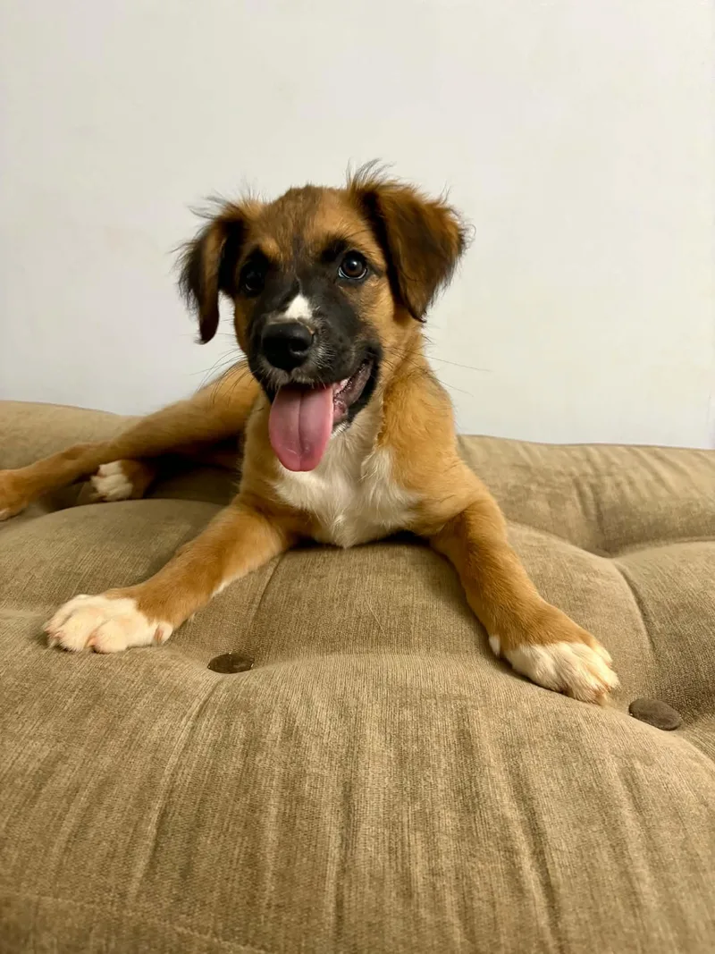 A young medium-sized female Shepherd dog named Sophia for adoption in Forest, VA