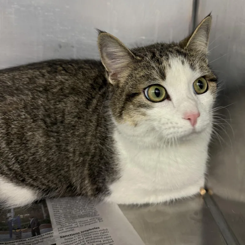 An adult medium-sized female Brown / Chocolate Domestic Short Hair cat named Cee Cee for adoption in Fredericksburg, VA