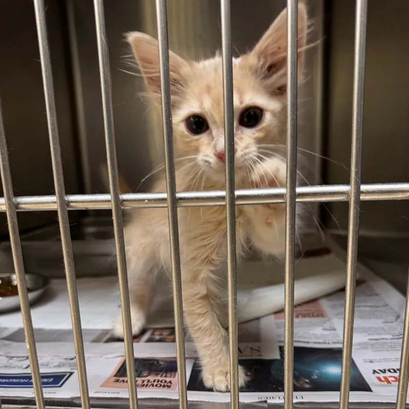 A baby small-sized male Orange / Red Domestic Short Hair cat named Sunny for adoption in Winston-Salem, NC