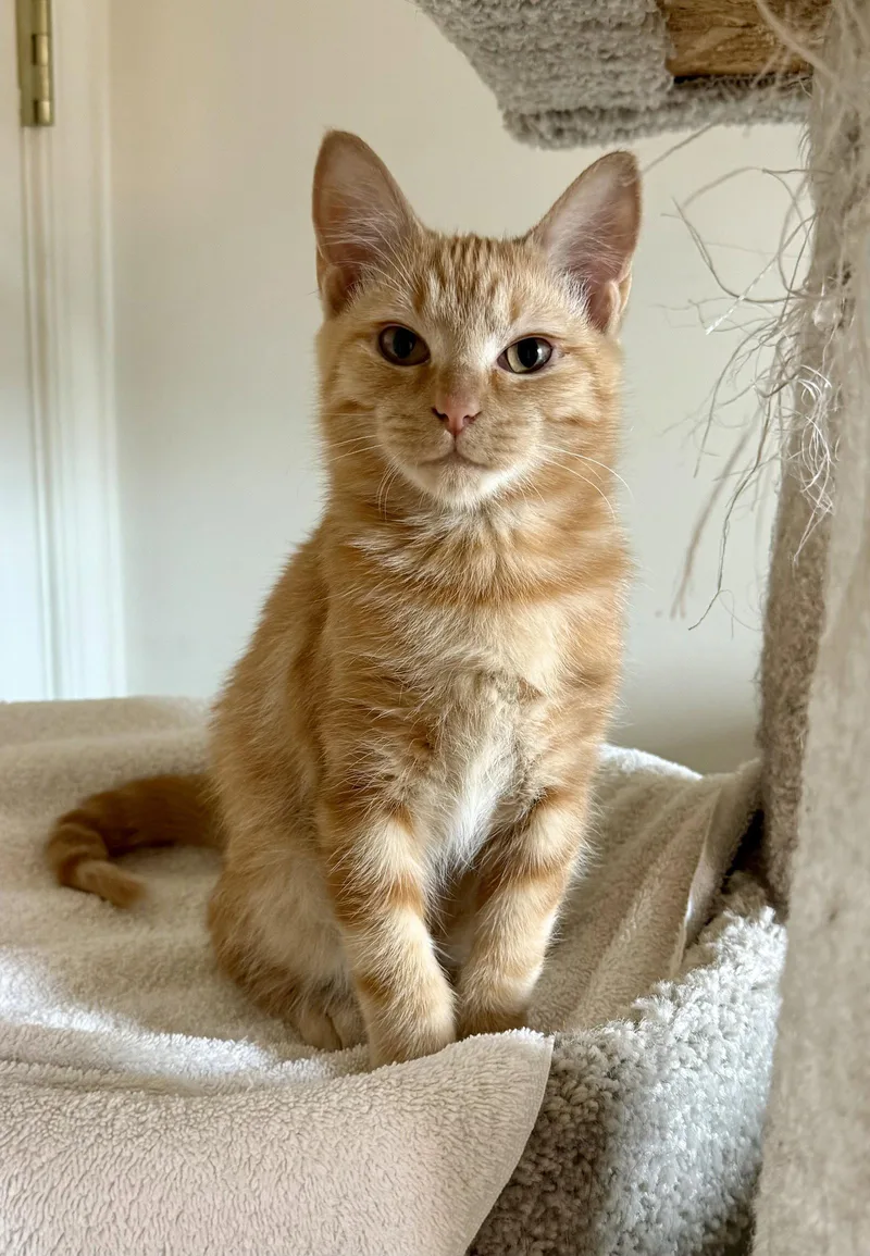 A baby medium-sized male Domestic Short Hair cat named Pecan for adoption in Leesburg, VA