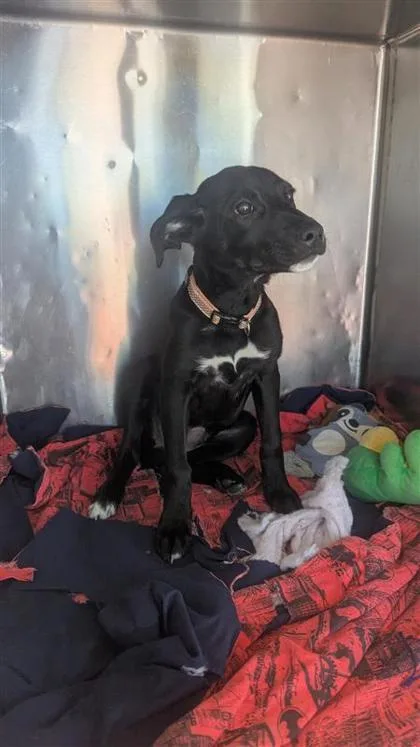 An adult small-sized female Black Mixed Breed dog named Bonnie for adoption in El Paso, TX