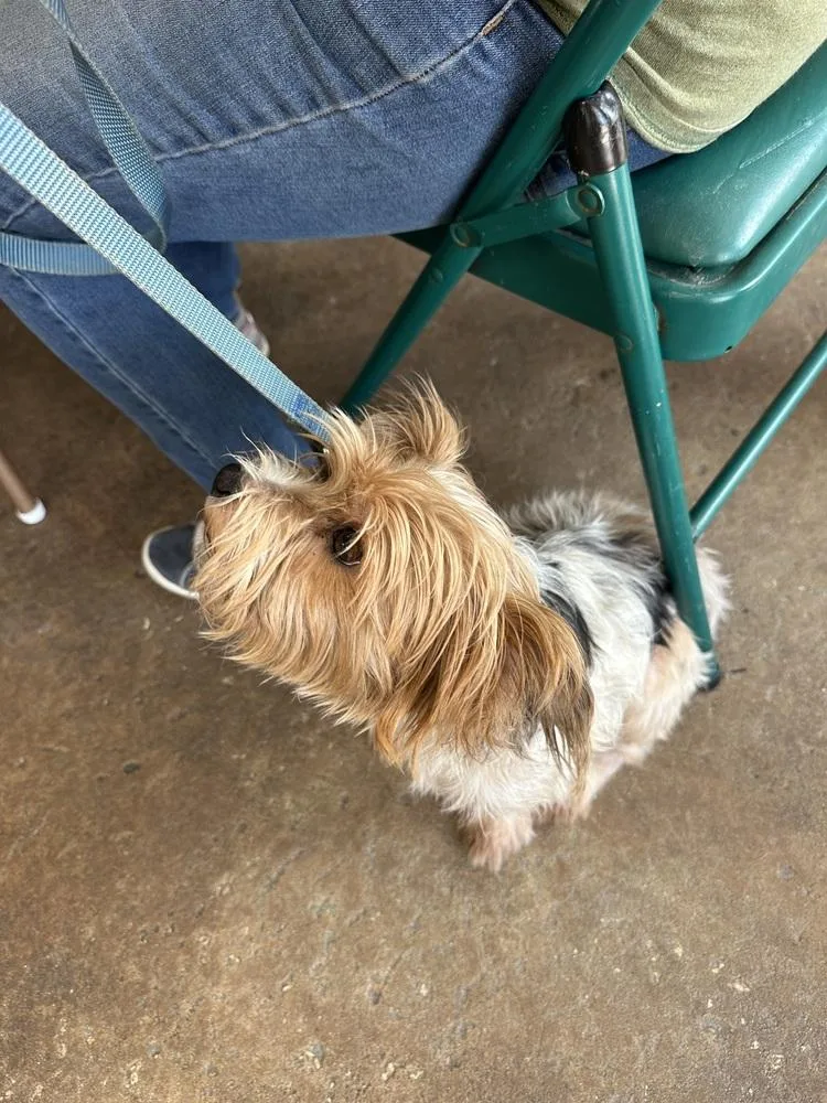 An adult small-sized male Yorkshire Terrier dog named Tucker for adoption in Crescent City, FL
