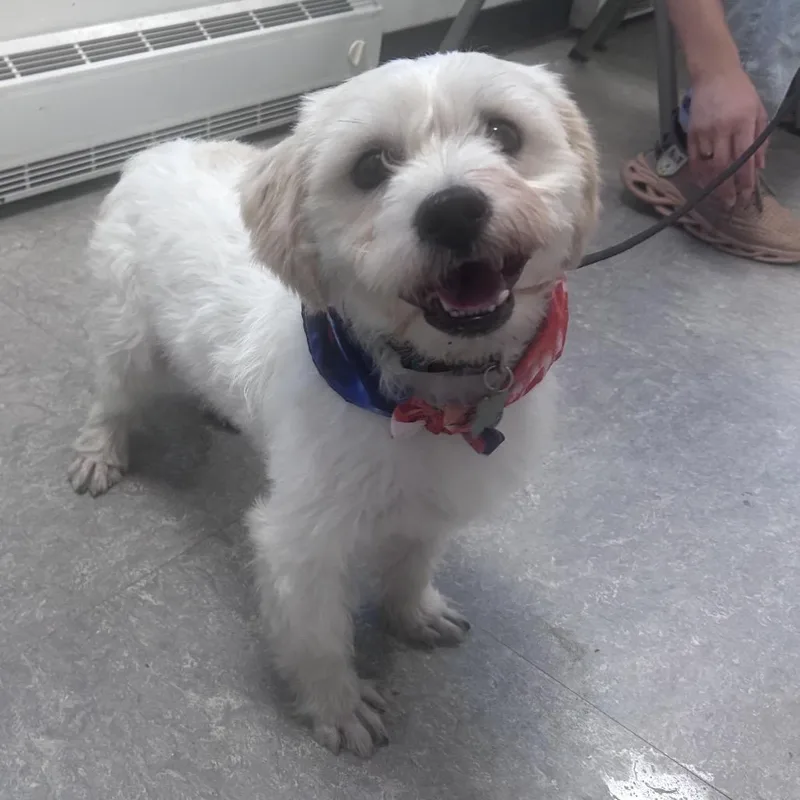 An adult small-sized male White / Cream Mixed Breed dog named Oddie for adoption in Philadelphia, PA