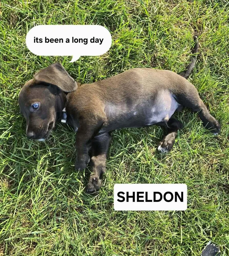 A baby small-sized male Dachshund dog named Sheldon for adoption in Peoria, IL