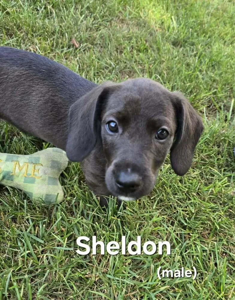Sheldon thumbnail 2