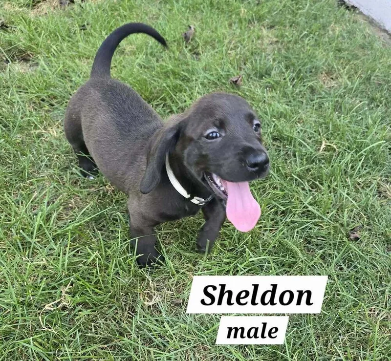 Sheldon thumbnail 3