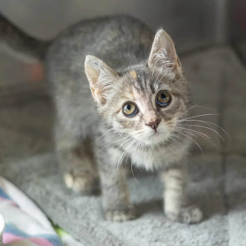Meowdonna thumbnail 6