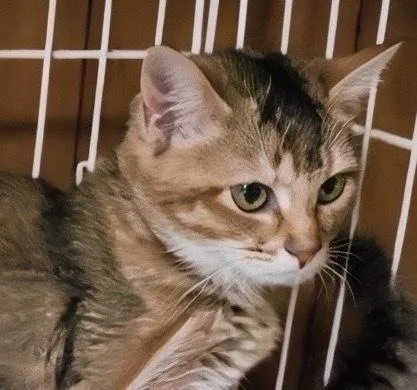 Peaches thumbnail 4
