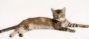 Peaches thumbnail 5