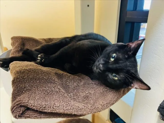 A young small-sized female Domestic Short Hair cat named Lucy for adoption in Santa Fe, NM