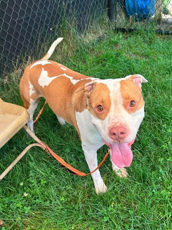 An adult large-sized male Pit Bull Terrier dog named Koda for adoption in Millersville, MD