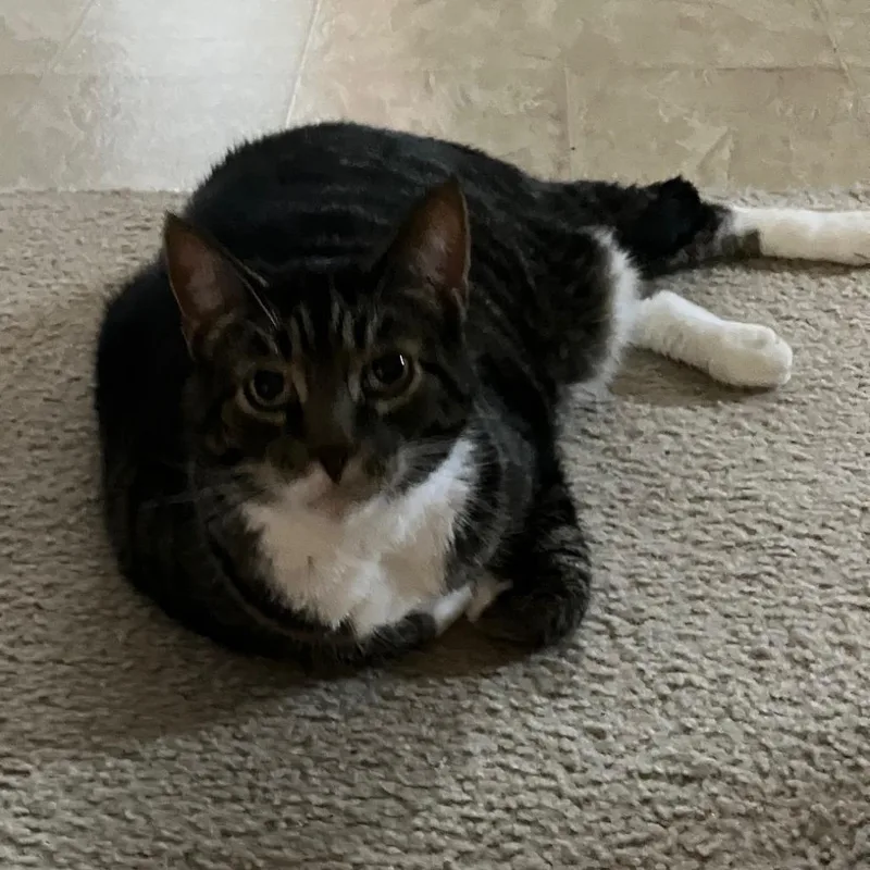 A senior extra large-sized male Domestic Short Hair cat named Miles for adoption in Newark, NJ